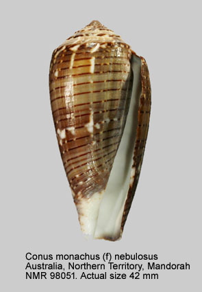 Conus monachus (f) nebulosus.jpg - Conus monachus (f) nebulosus Gmelin,1791